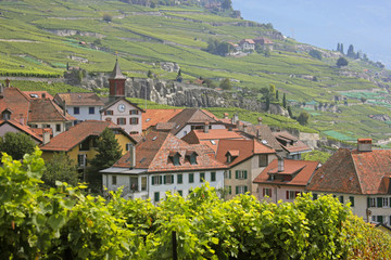vineyards n houses
