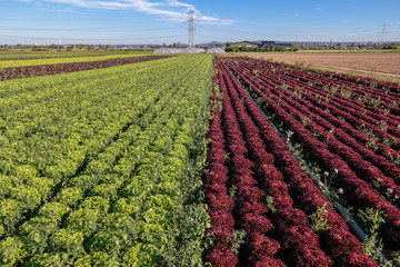 The green and red lettuce cabbages growing in the field