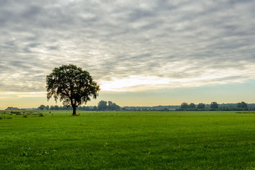 Fototapeta na wymiar Solitary tree against a cloudy sky in a flat landscape