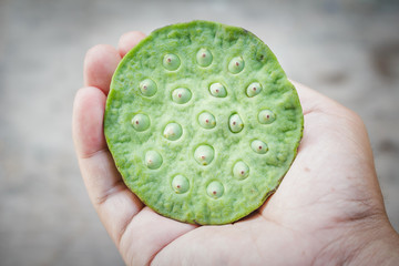 Fresh lotus seeds, man's hand holding a green pod.