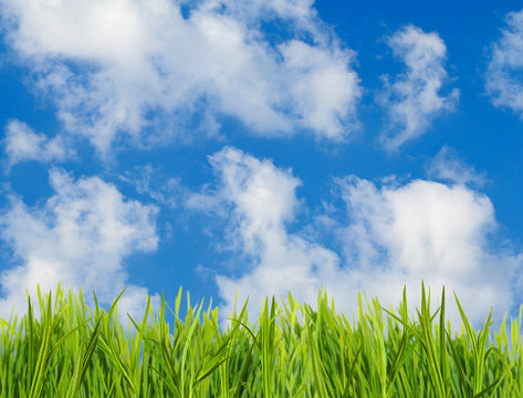 image of grass on sky background closeup