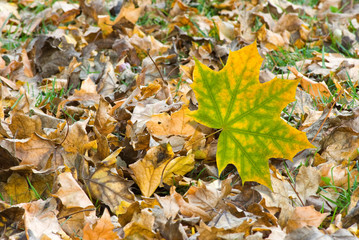  image of autumn leaf in the forest close-up
