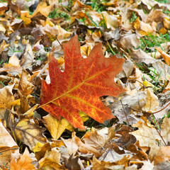  image of autumn leaf in the forest close-up