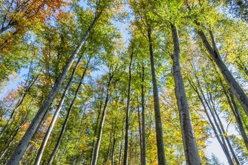 Looking Up In The Autumn Forest. Below view.
