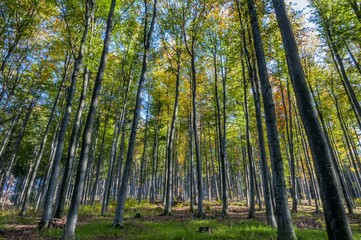 Beech trees on the mountain slope in autumn season.