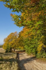 Pathway passing near colorful autumn forest in the sunset time