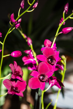 prachtvolle, riesige Orchideen in den schönsten Farben in warmem Sonnenlicht