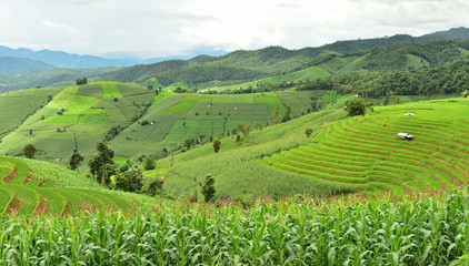 Fototapeta premium Green terraced rice field at Pa Bong Piang village