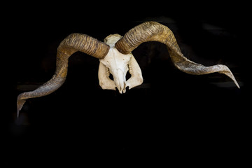 Goat skull with long horn on black back ground