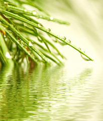 image of fir branches above the water