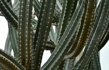 Keuken foto achterwand Cactus Cactus in de botanische tuin van koningin Sirikit