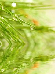 image of fir branches above the water close-up