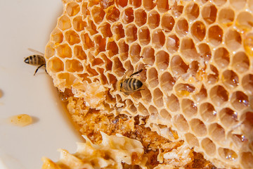 Close up view of the working bee on the honeycomb with sweet hon