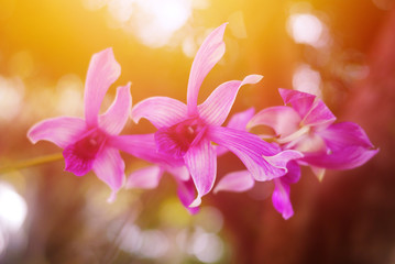 Orchid