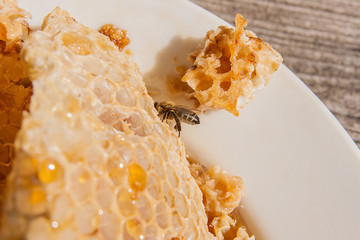 Close up view of the working bee on the honeycomb with sweet hon