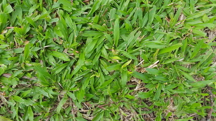Abstract grass natural backgrounds