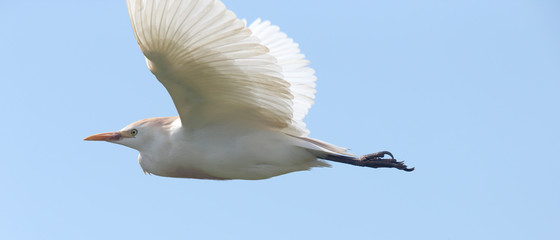 Cattle Egret (Bulbulcus ibis) in flight, Merja Zerga, Morocco.