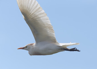 Cattle Egret (Bulbulcus ibis) in flight, Merja Zerga, Morocco.
