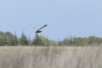 Marsh Harrier (Circus aeruginosus) male hovering low over the marsh, Merja Zerga, Morocco.
