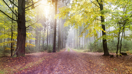 Autumn Colorful Scene. Nature Photo. Natural Colorful Forest.