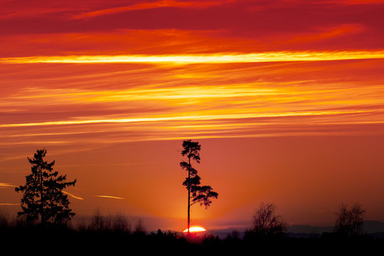Sunset Sky with Forest Silhouette