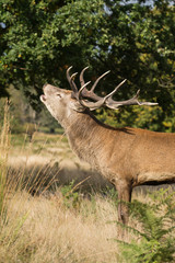 Red Deer, Deer, Cervus elaphus - Rut time.