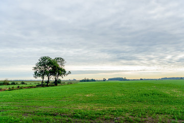 Fototapeta na wymiar Three lone trees in a flat rural landscape