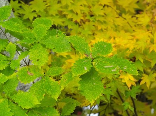 日本の秋　渓流の紅葉
