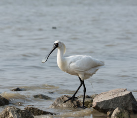 Black-faced Spoonbill in seaside