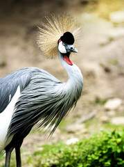 Grey Crowned Crane Portrait - Balearica Regulorum Bird