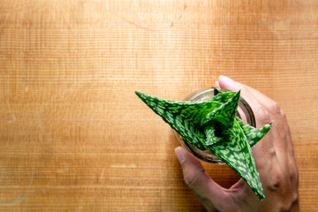 Top view of hand hold a succulent plant on wood background