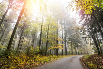 Autumn Forest with Road and Sun Beams