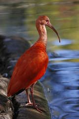 scarlet ibis