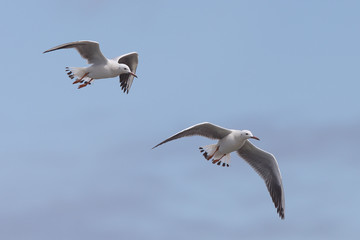 Slender-billed Gulls (Larus genei) in flight, Merja Zerga, Morocco.
