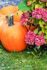 Gelb-orange Kürbis und rosa Hortensien in einem Garten