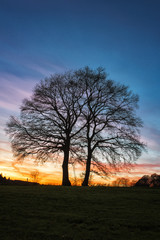 Fototapeta premium Baum im Sonnenlicht