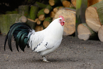 white hen standing in the nature