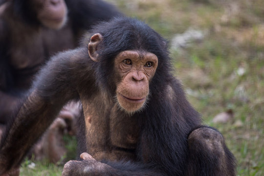 Chimpanzee at a zoo - portrait closeup shot