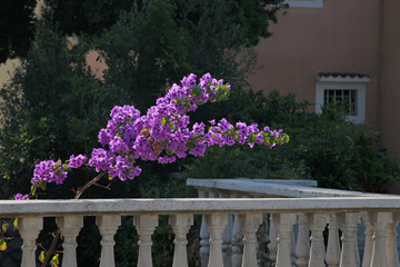 pink bougainvillea