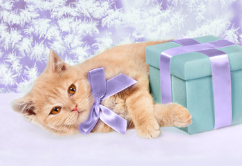 Cute little kitten with present box lying against frosty christmas pattern