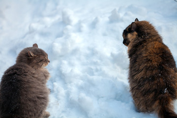 Two siberian cats walking in snow