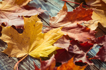 Autumn. Fallen maple leaves on an old wooden table