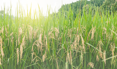 Rice plant in rice field with sunlight.