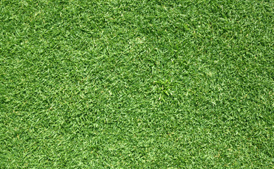 Fototapeta premium Golf Courses green lawn