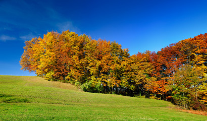 Farbenprächtiger Wald im Herbst unter blauem Himmel