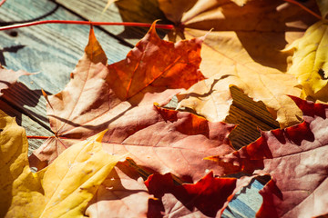 Autumn. Fallen maple leaves on an old wooden table