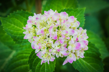 Beautiful pink hydrangea flower in the garden.