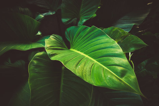 Fototapeta Tropical leaves background vintage color