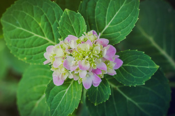 Beautiful pink hydrangea flower in the garden.
