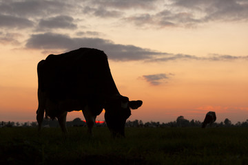 silhouette of grazing cow against sky with setting sun